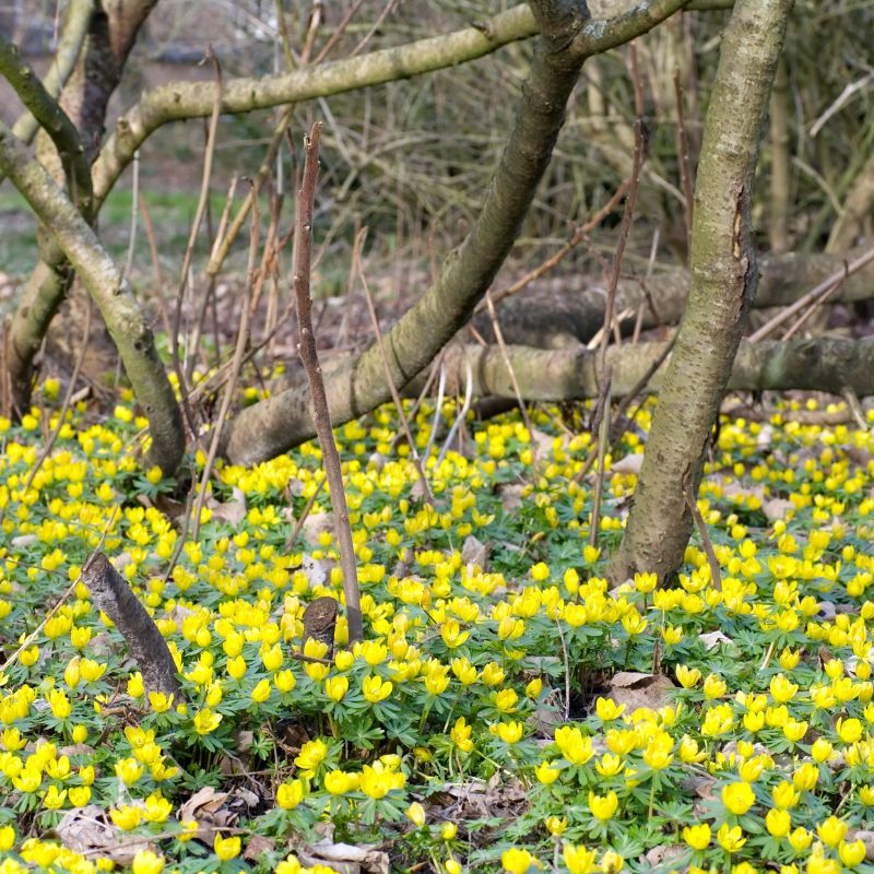 Connecting to Nature Bulbs Winter Aconite Bulbs | Eranthis Hyemalis