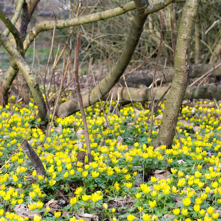 Connecting to Nature Bulbs Winter Aconite Bulbs | Eranthis Hyemalis