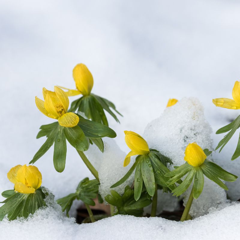 Connecting to Nature Bulbs Winter Aconite Bulbs | Eranthis Hyemalis