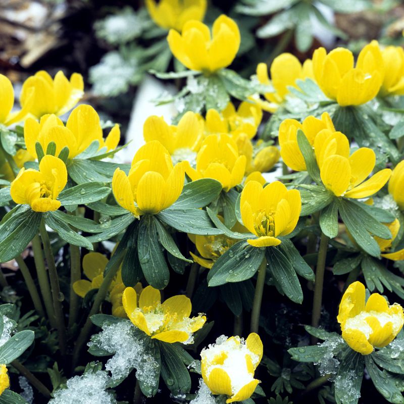 Connecting to Nature Bulbs Winter Aconite Bulbs | Eranthis Hyemalis