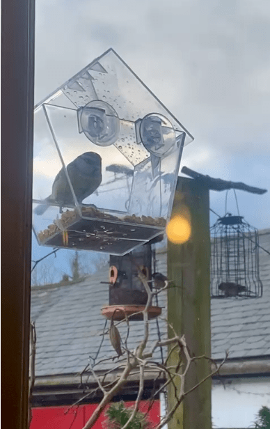 Connecting to Nature Garden Accessory Window Bird Feeder House
