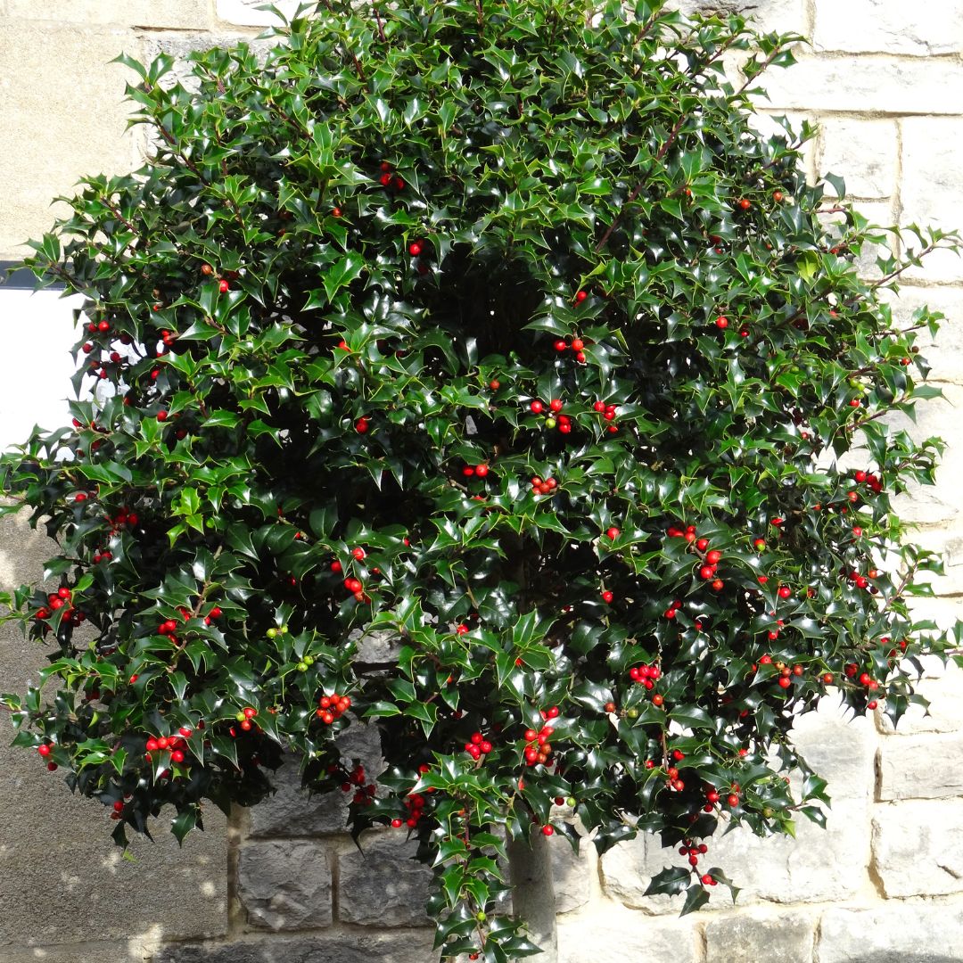 Connecting to Nature Hedging Holly Plants (Ilex Aquifolium) 9cm Pots