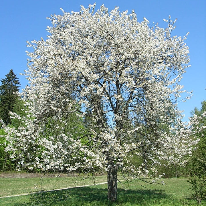 Connecting to Nature Hedging Wild Cherry Trees | Irish Native Bare-root Whips