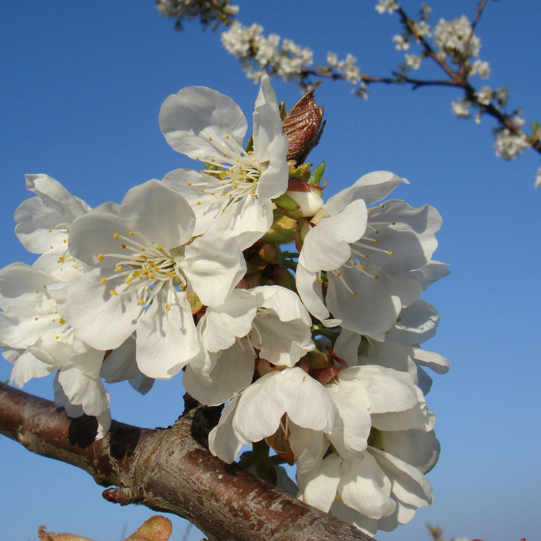 Connecting to Nature Hedging Wild Cherry Trees | Irish Native Bare-root Whips