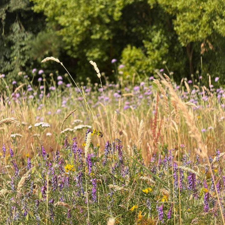 Connecting to Nature Meadow Mix Butterfly and Bee Meadow Mix | Wildflowers & Grass