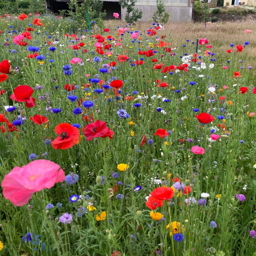 Connecting to Nature Wildflower Seed Annual Pollinator Mix
