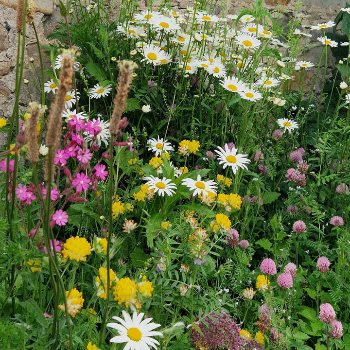 Connecting to Nature Wildflower Seed Butterfly and Bee | Native Wildflower Seed Mix