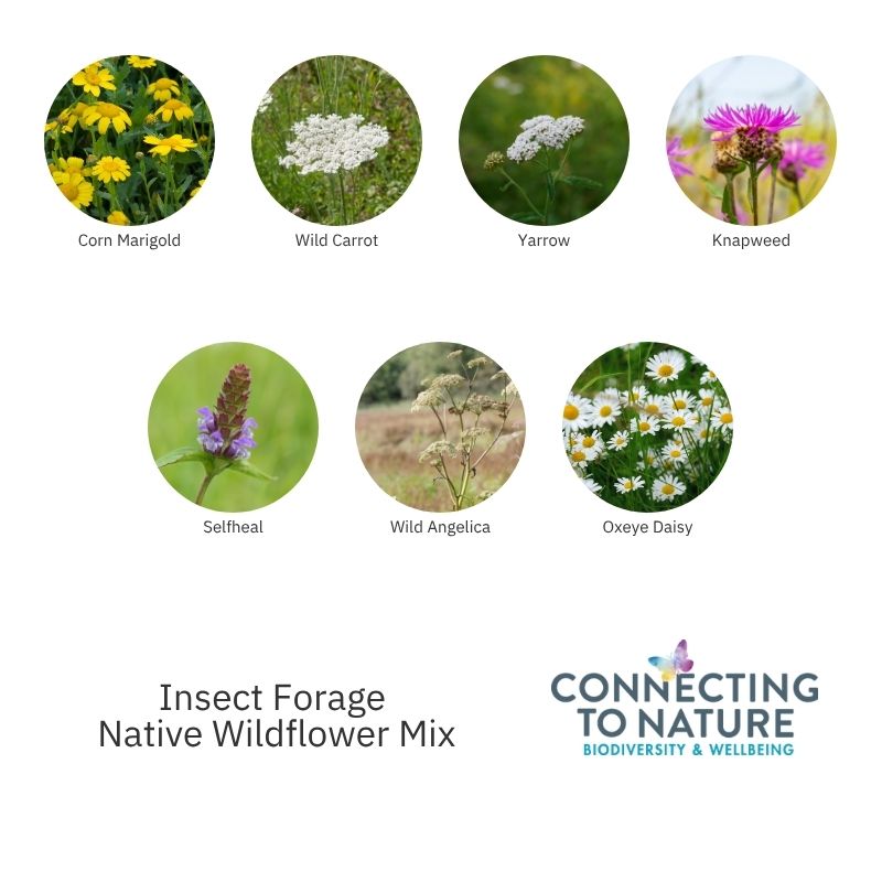 Connecting to Nature Wildflower Seed Insect Forage Mix | Native Wildflower Seed