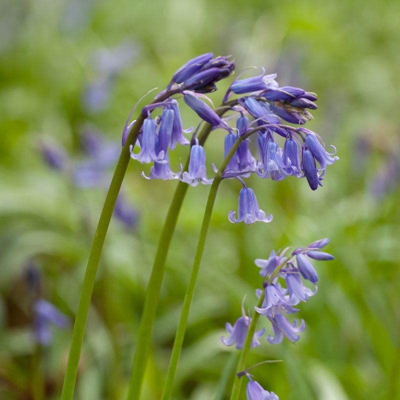 Connecting to Nature Wildflower Seed Irish Native Bluebell Seed | Hyancinthoides non-scripta