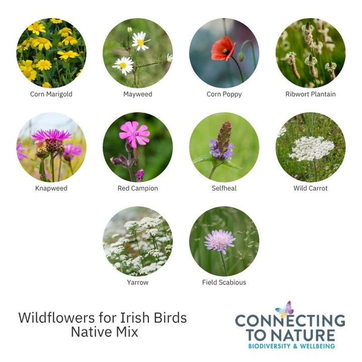 Connecting to Nature Wildflower Seed Wildflowers for Irish Birds | Native Wildflower Seed Mix