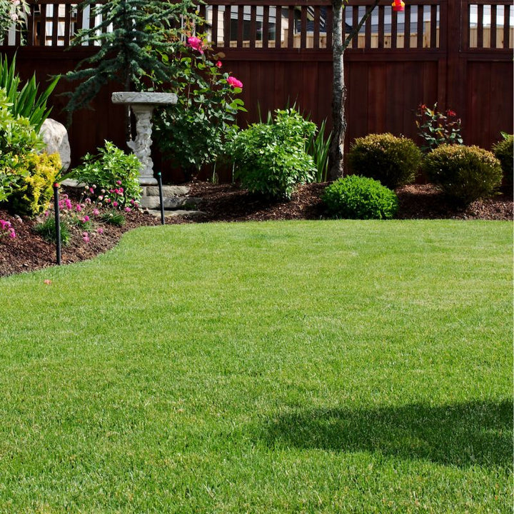 DLF Grass Seed 1kg Turfline Classic Lawn Seed | Grass