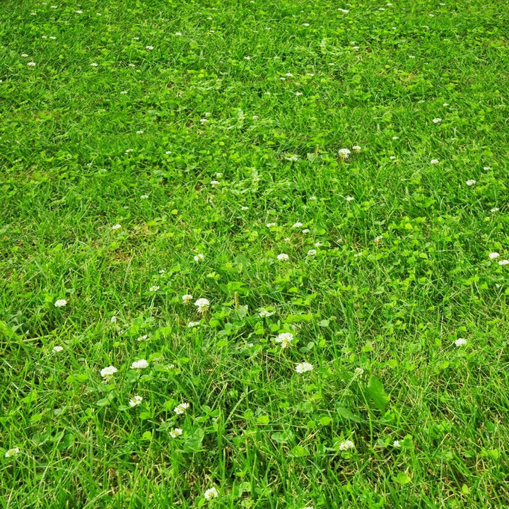 DLF Grass Seed Clover Lawn Seed