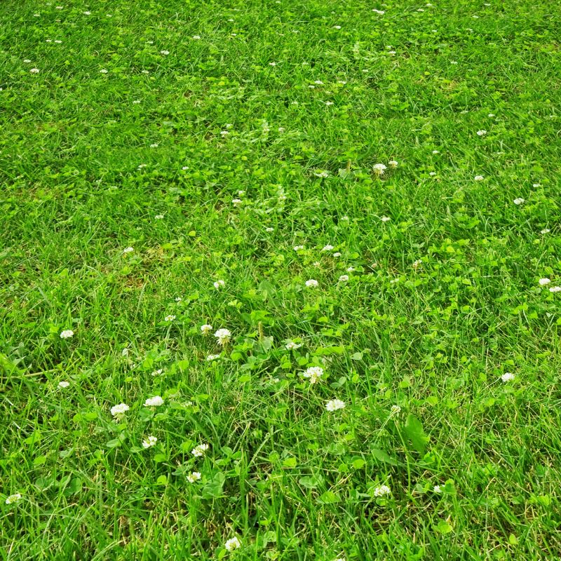 DLF Grass Seed Clover Lawn Seed