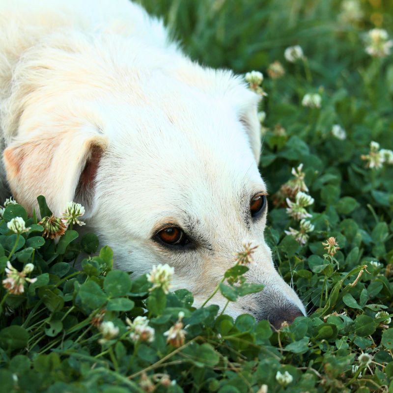 DLF Grass Seed Clover Lawn Seed