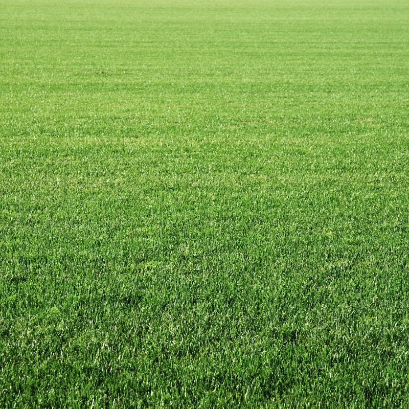 DLF Grass Seed Hard-Wearing Lawn Seed