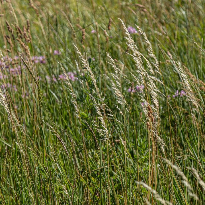 DLF Grass Seed Meadow Lawn Seed