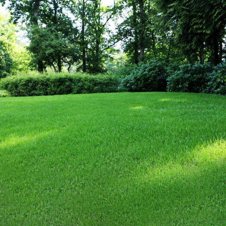 DLF Grass Seed Shaded Lawn Seed