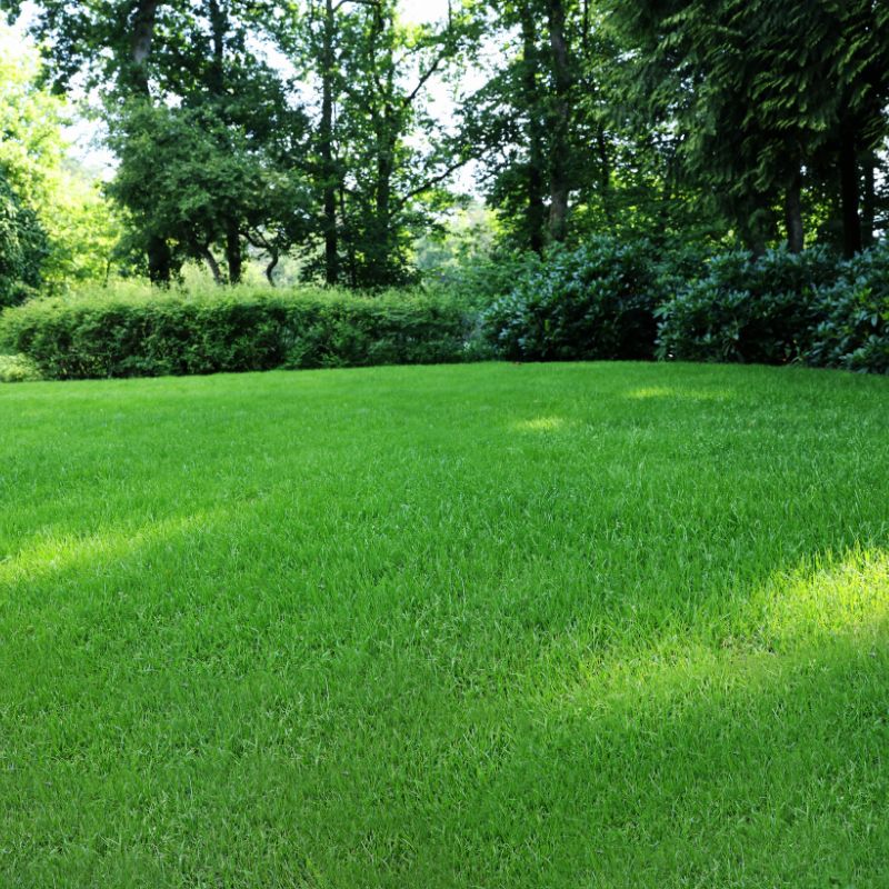 DLF Grass Seed Shaded Lawn Seed