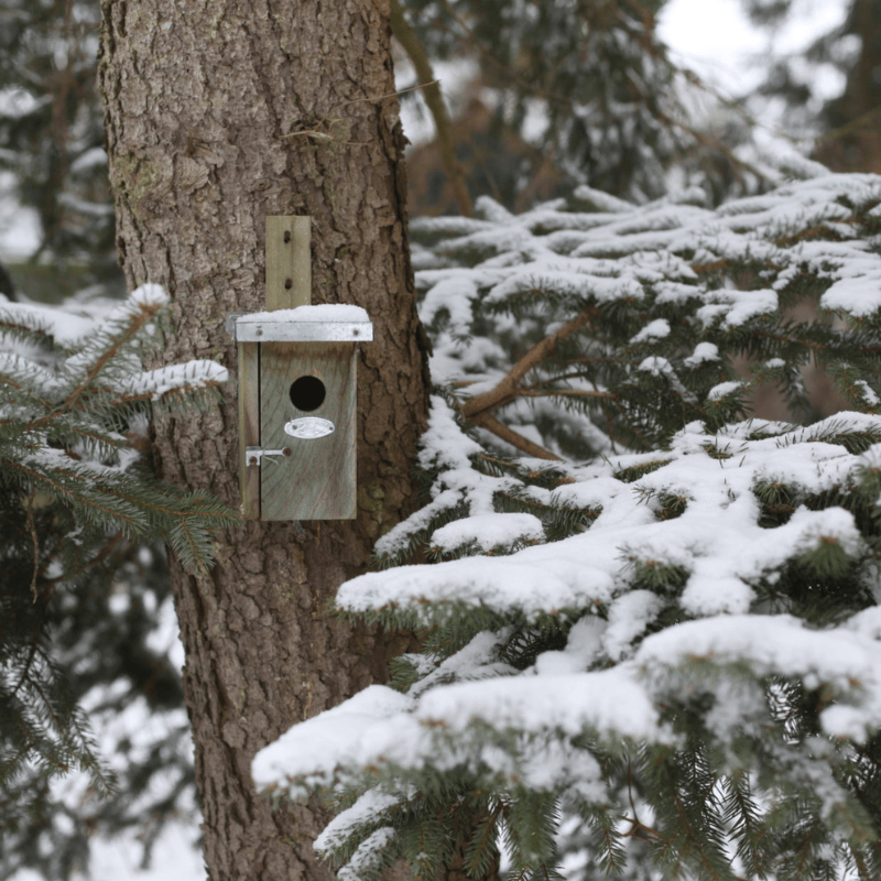 Eschert Garden Accessory Wooden Nest Box | Wren