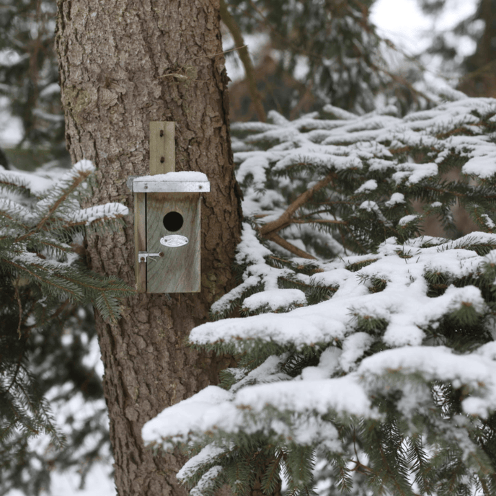 Eschert Garden Accessory Wooden Nest Box | Wren