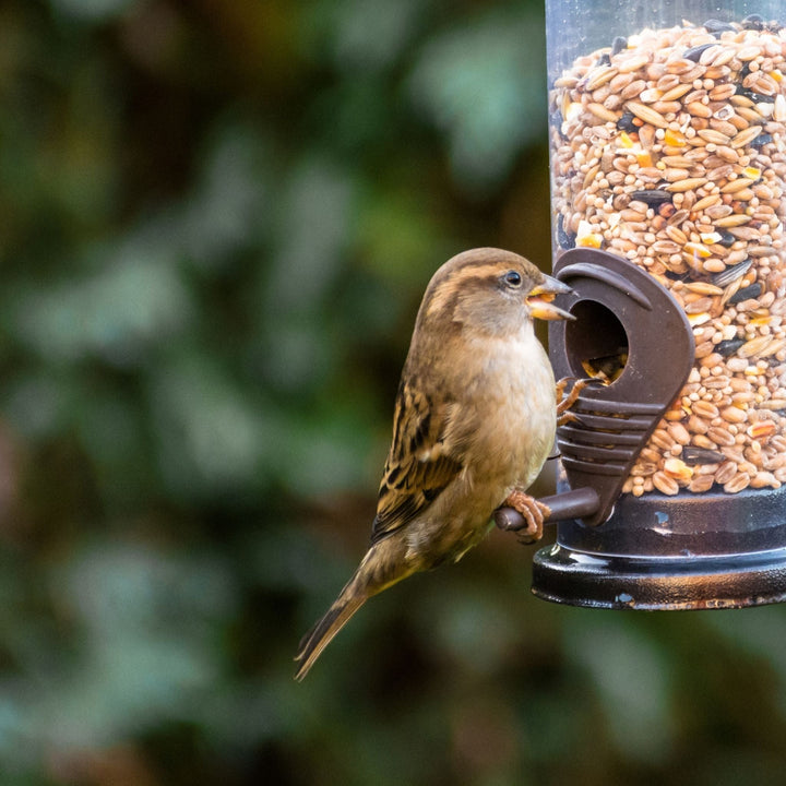 Esschert Wild Bird Seed Bird Food Subscription | Seasonal Seed, Fat Balls & Free Welcome Gift