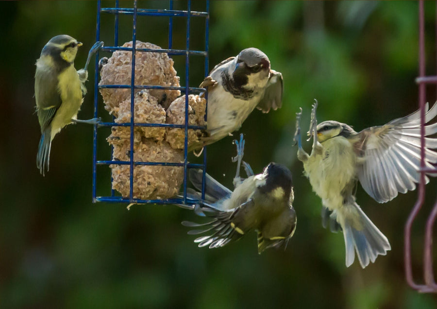 Esschert Wild Bird Seed Bird Food Subscription | Seasonal Seed, Fat Balls & Free Welcome Gift