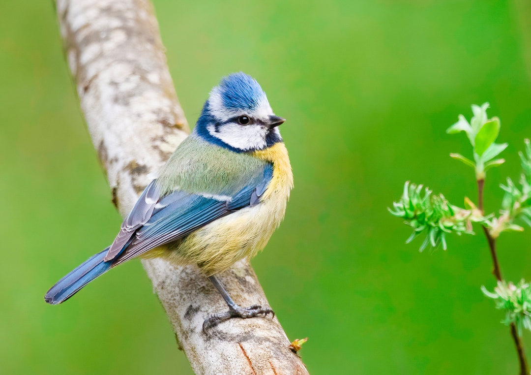 Esschert Wild Bird Seed Bird Food Subscription | Seasonal Seed, Fat Balls & Free Welcome Gift