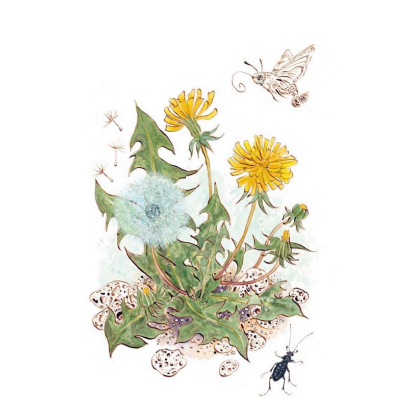 Hachette Books A Wildflower Year | A Guide to Wildflowers, their Habitats & Histories | Frances Tophill