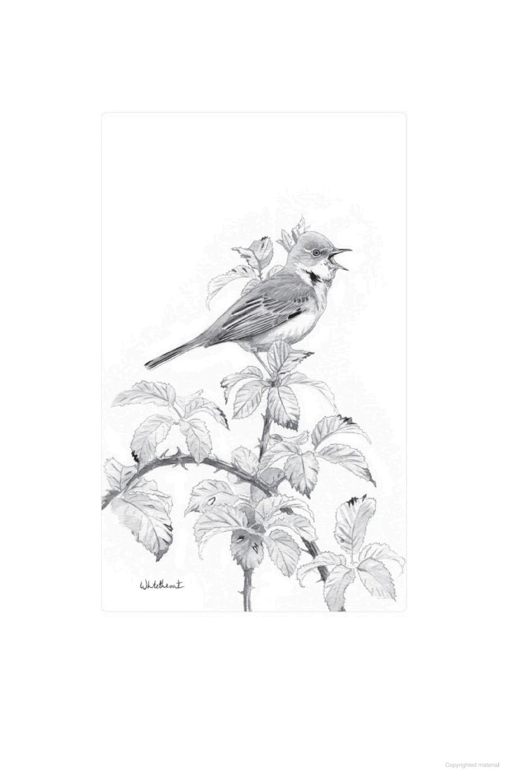 Hachette Books Nature Boy | A Journey of Birdsong & Belonging