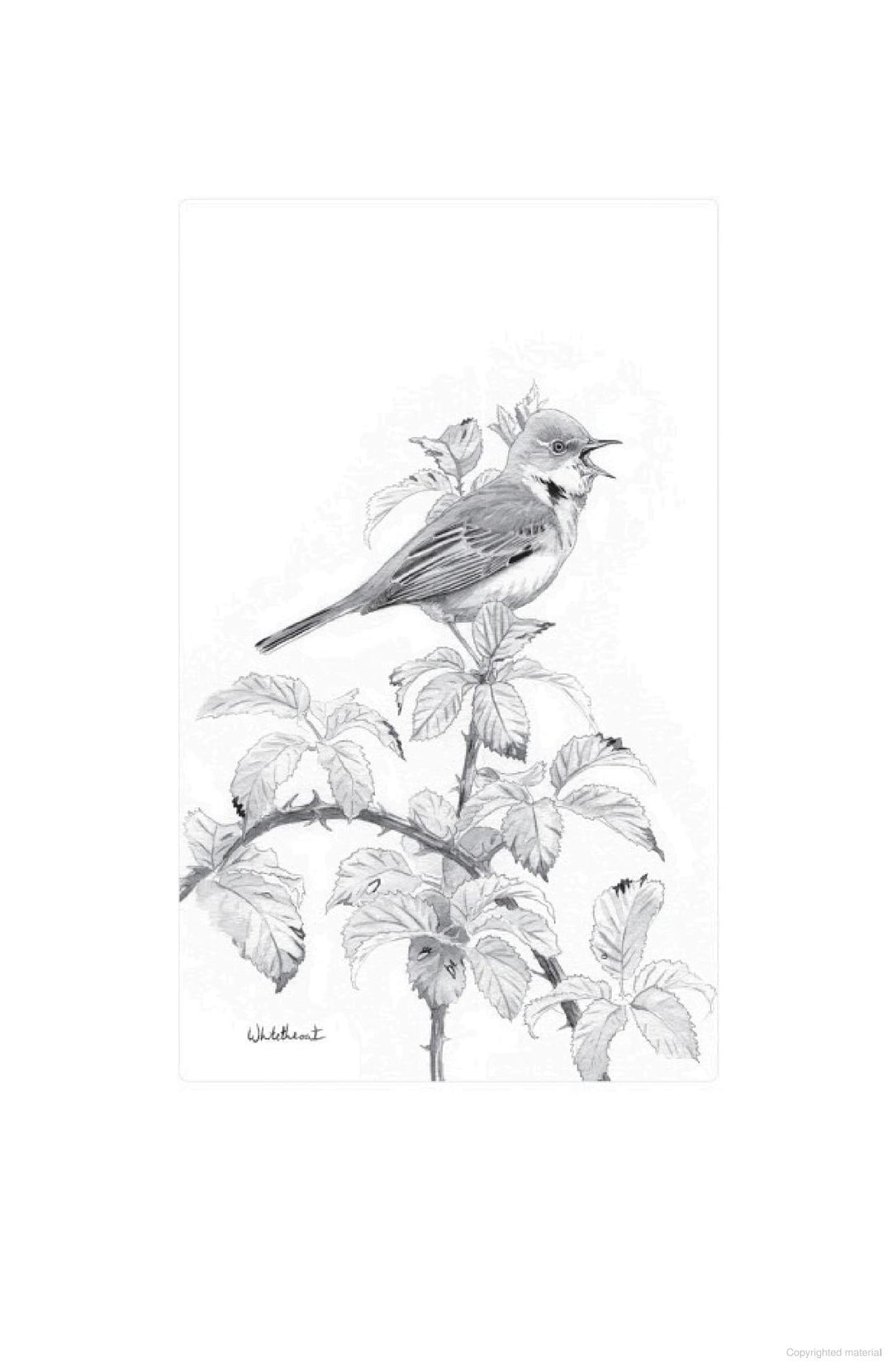 Hachette Books Nature Boy | A Journey of Birdsong & Belonging