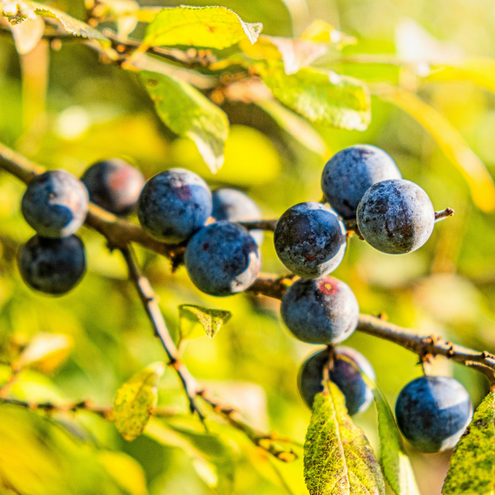 None so Hardy Hedging Blackthorn Trees | Irish Native Bare-root Whips
