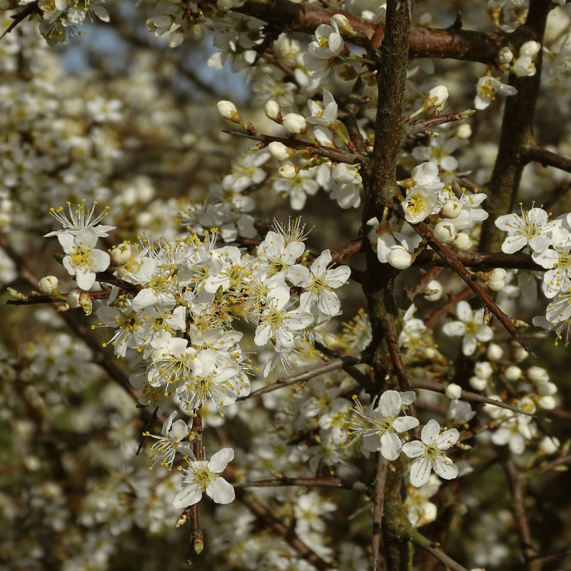 None so Hardy Hedging Blackthorn Trees | Irish Native Bare-root Whips