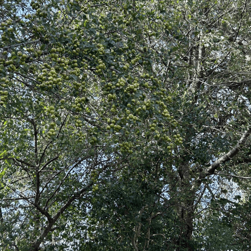 None so Hardy Hedging Crab Apple | Irish Native Bare-root Whips