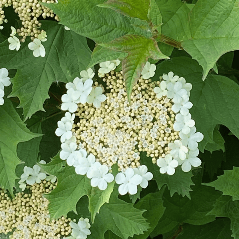 None so Hardy Hedging Guelder Rose | Irish Native Bare-root Whips