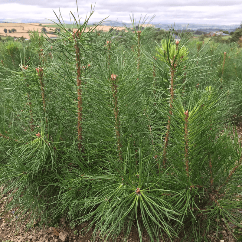None so Hardy Hedging Scotts Pine | Irish Native Bare-root Whips