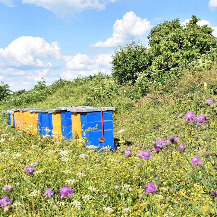 Blooming Native  Wild Bird Cover 1kg Nectar-rich Wildflowers - 100% Wildflower Seed Mix