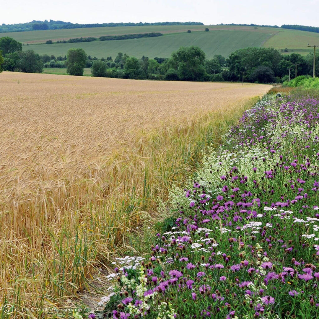 Blooming Native  Wild Bird Cover 1kg Nectar-rich Wildflowers - 100% Wildflower Seed Mix