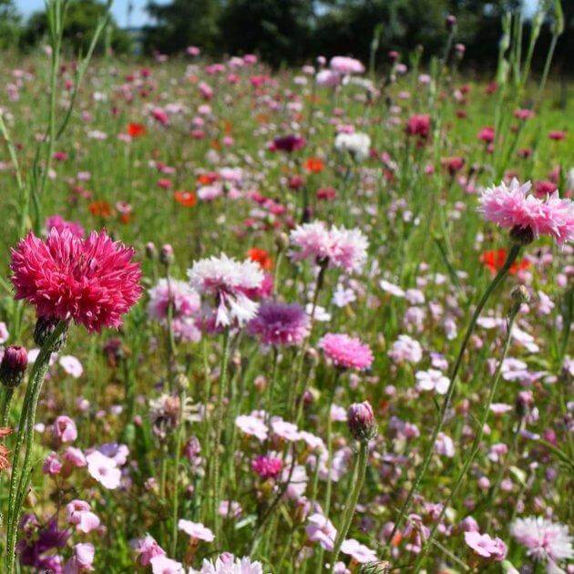 BloomingNative  Garden & Pollinator Seeds 30g Red & Pink Florals Mix