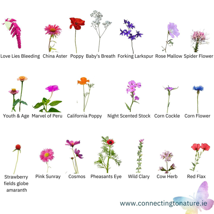 BloomingNative  Garden & Pollinator Seeds 30g Red & Pink Florals Mix
