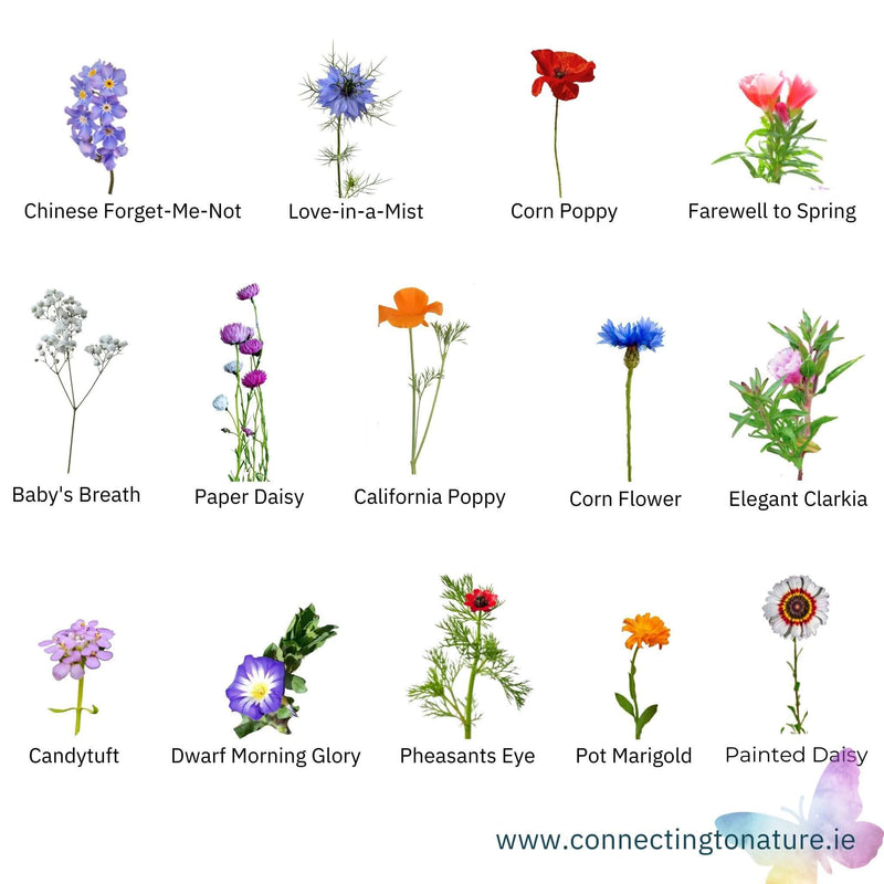 BloomingNative  Garden & Pollinator Seeds Annual Pollinator Mix
