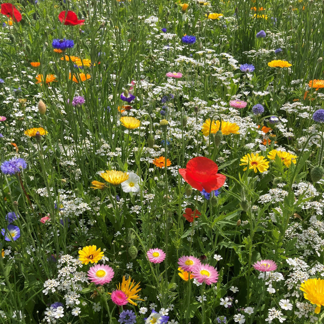 BloomingNative Garden & Pollinator Seeds Annual Pollinator Mix Large Bags