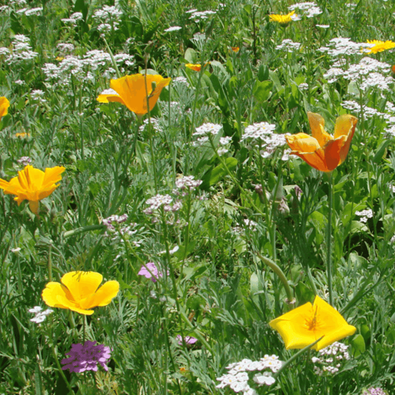 BloomingNative  Garden & Pollinator Seeds Year after Year Colour Impact