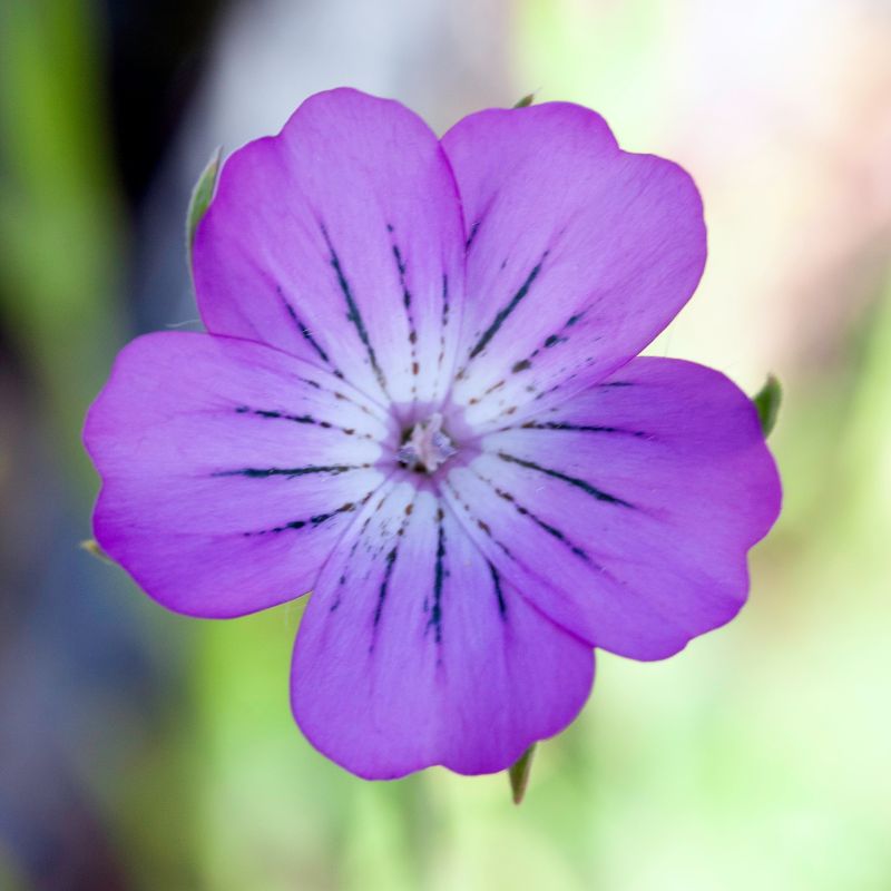 BloomingNative Individual Species Corncockle | Native Wildflower Seed