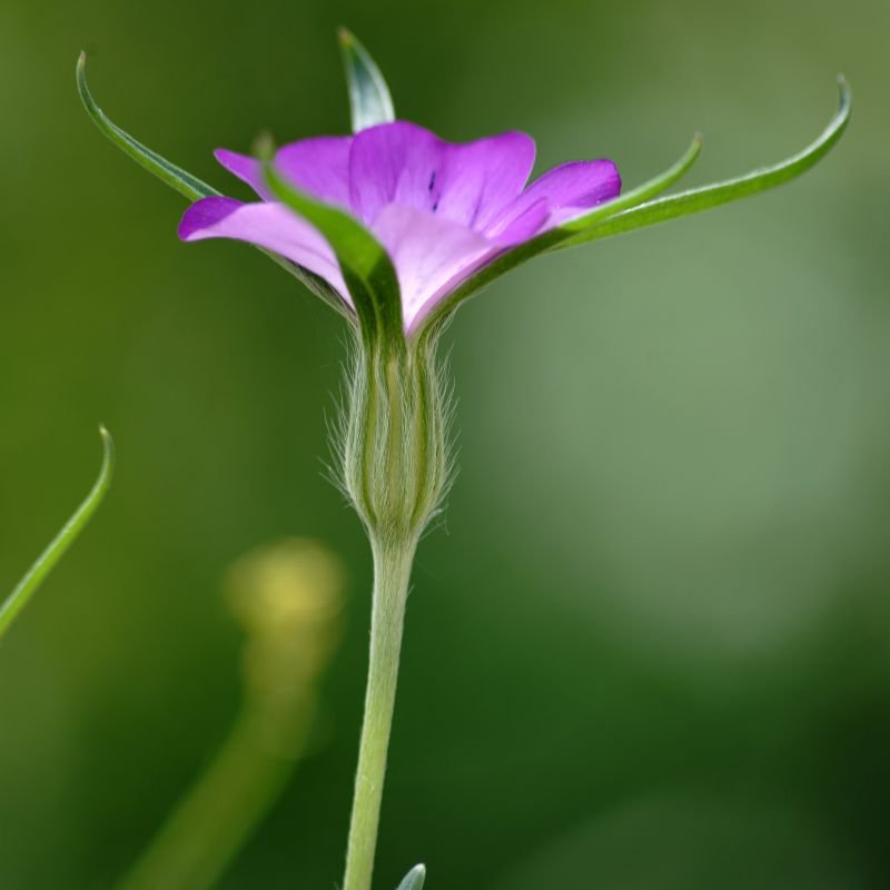 BloomingNative Individual Species Corncockle | Native Wildflower Seed