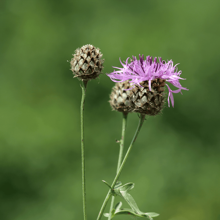 BloomingNative  Individual Species Lesser Knapweed