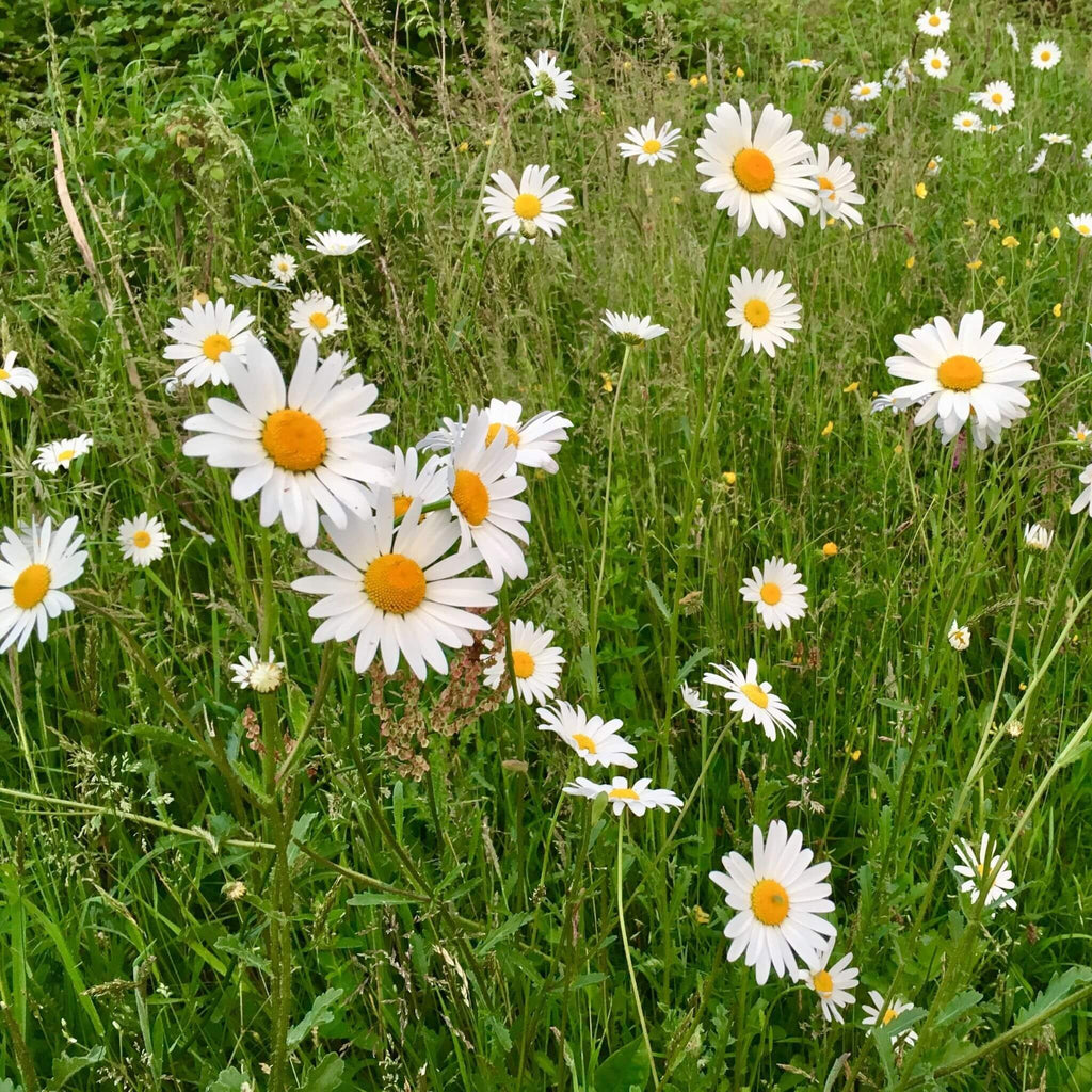 Oxeye Daisy Plants For Sale