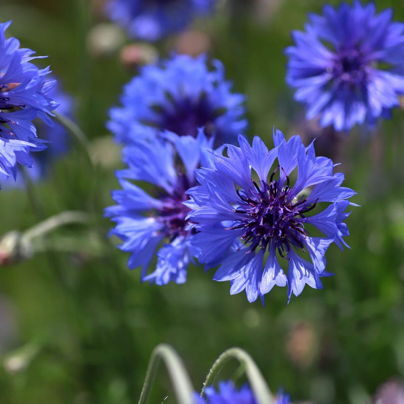 BloomingNative Individual Species Purple Cornflower