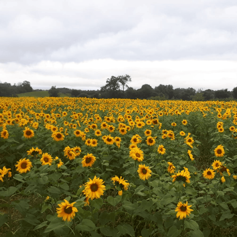 BloomingNative  Individual Species Sunflowers