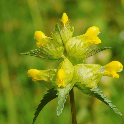 BloomingNative  Individual Species Yellow Rattle