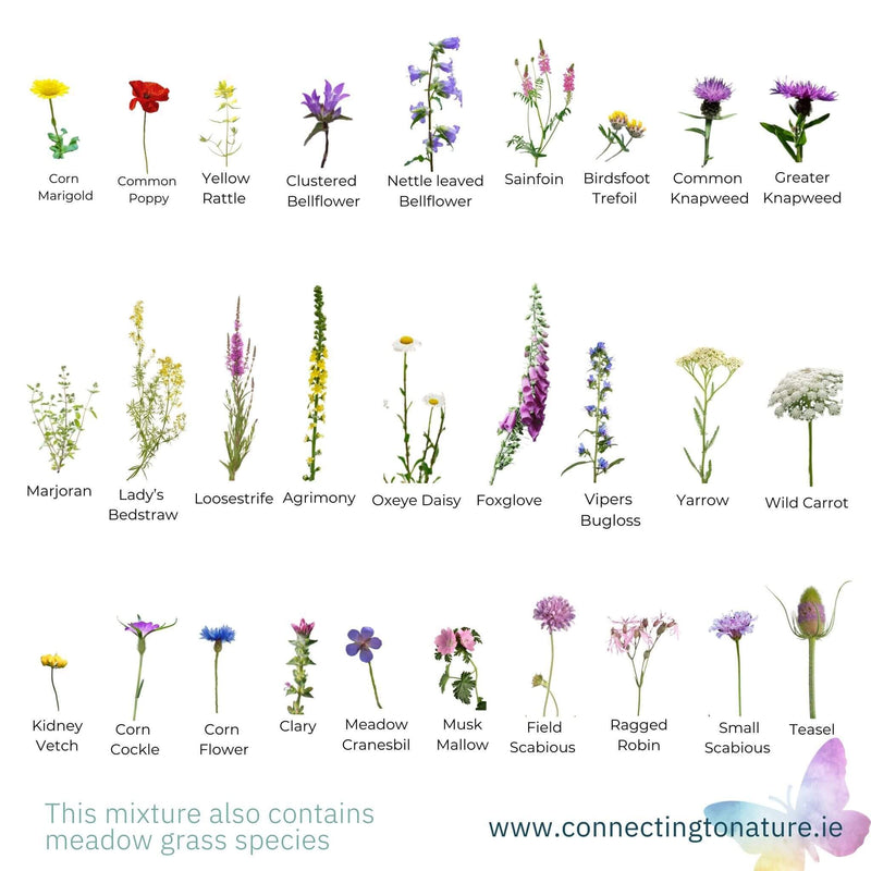 BloomingNative  Meadow Mix Butterfly and Bee Meadow Mix - Wildflowers with Grass